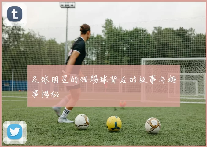 足球明星的猫踢球背后的故事与趣事揭秘